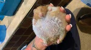 Image result for Dwarf Hamster Exploding MP4