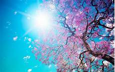 Nature Cherry Blossom Laptop Wallpaper by Cherry Blossom Desktop Wallpapers Wallpaper Cave Nature Cherry Blossom Laptop Wallpaper