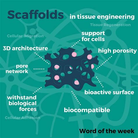 What Is Tissue Engineering 的图像结果