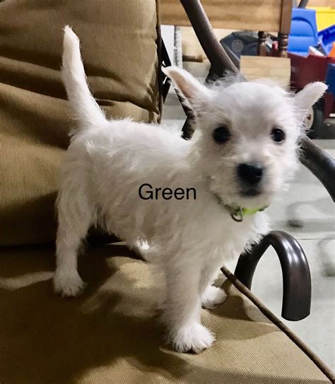 White Terrier Mix