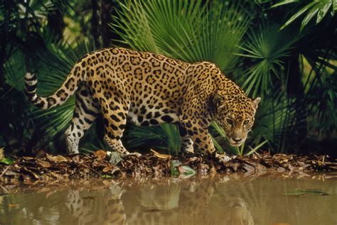 Tropical Rainforest Jaguar - adaptations of jaguars in the tropical rainforest