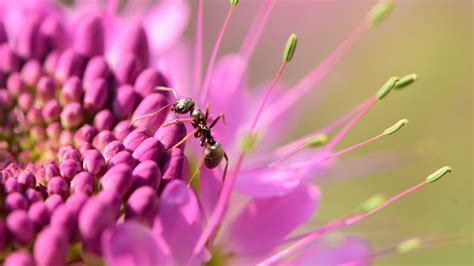 Wallpaper ant, insect, flower, petals, macro hd, picture, image