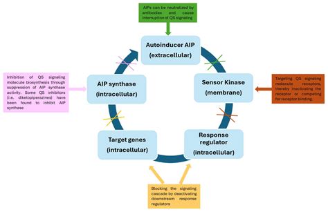 The Role of Quorum Sensing Mechanism in the Functional Properties of ...