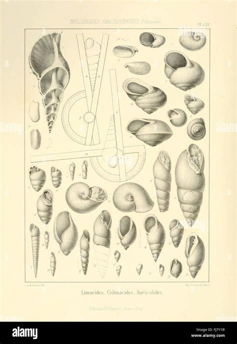 Extinct 的图像结果