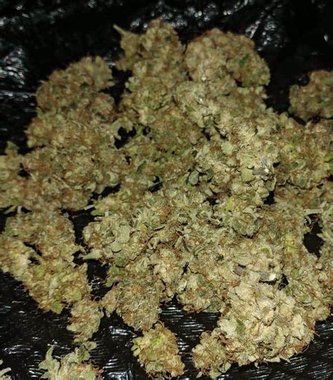 Image result for Alien OG Seeds