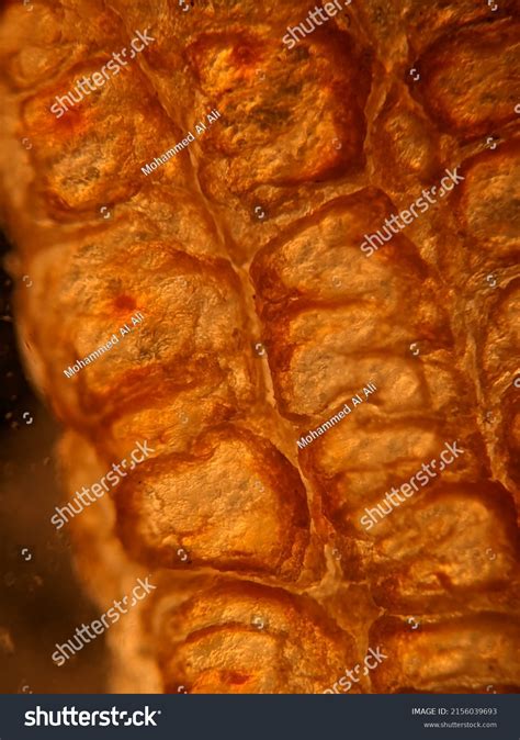Image result for Microscope Toes
