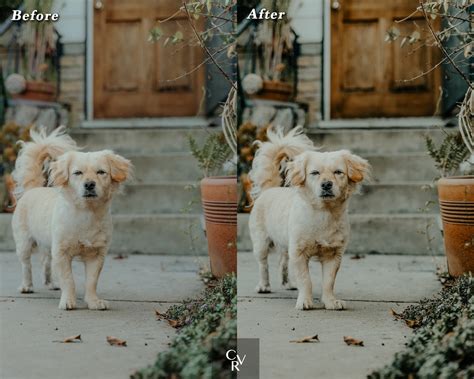 10 Pet Lovers Lightroom Presets. Desktop and Mobile. 10 Different ...