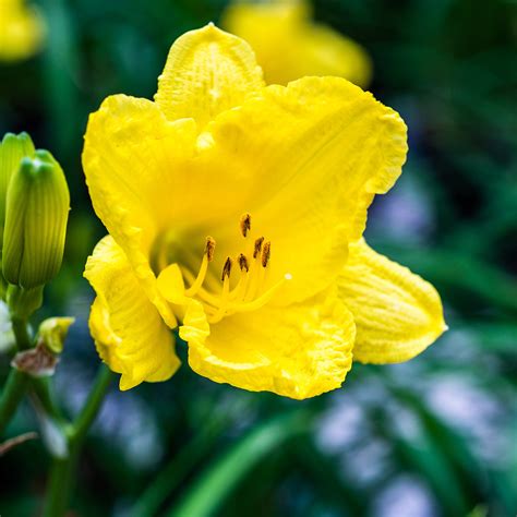 Happy Returns Daylily for Sale | Buy Flowering Shrubs | Perfect Plants