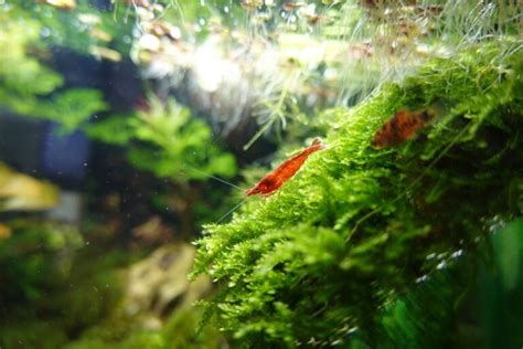 Java Moss Care Guide 的图像结果