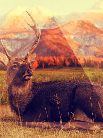 Download wallpaper animals, nature, Triangle, section animals in ...