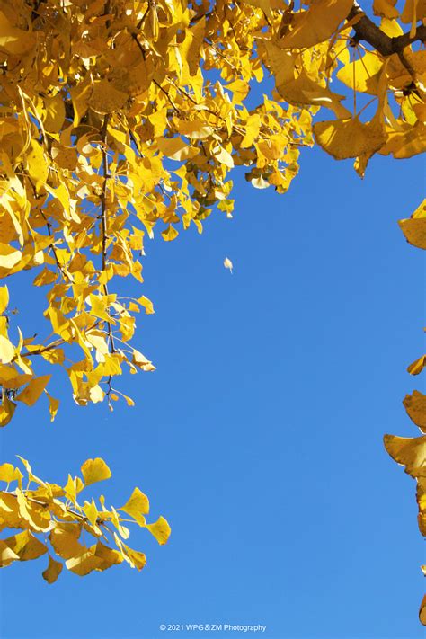 秋之韵 》十月底 公园的银杏叶黄了 整棵树的叶子都变成了暖黄色 这几天也很暖和 天也蓝蓝的 蓝蓝的天 衬得满树的银杏叶格外好看