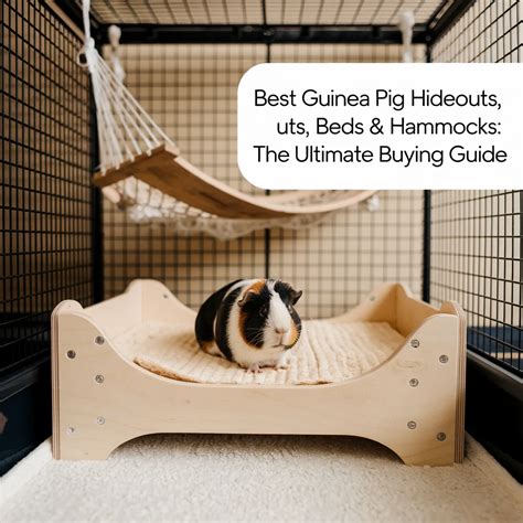 Best Guinea Pig Hideouts, Beds & Hammocks: The Ultimate Buying Guide