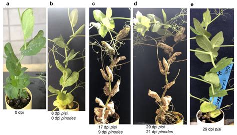 Optimized High Throughput Ascochyta Blight Screening Protocols and ...