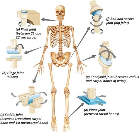Chapter 1: The Skeletal System