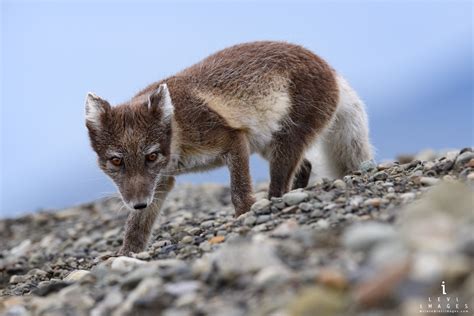 Arctic Fox Summer Coat