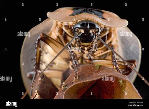 Image result for Large Cockroach