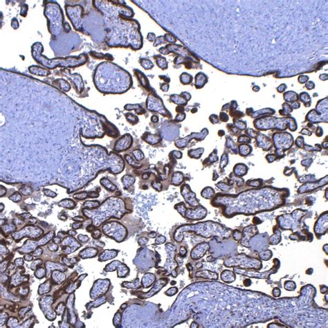 IMP3-EP286 | PathnSitu Biotechnologies