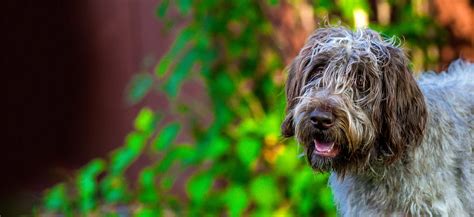 Griffon Wirehaired Pointer