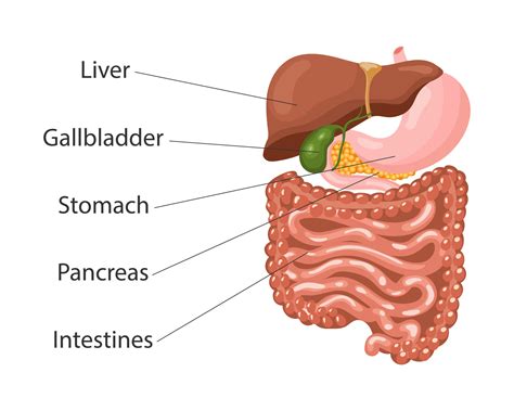 Digestive System Gallbladder