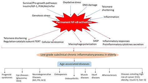 Role of NF-κB in Ageing and Age-Related Diseases: Lessons from ...