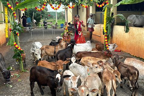 "Discover rare miniature cattle breeds like Micro Mini Cows, Punganur ...