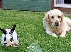 Image result for Dog Eat Rabbit