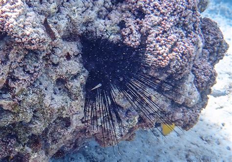 Black Sea Urchin - Snorkelverse