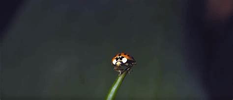 Ladybug take off in slow motion - Badchix Magazine