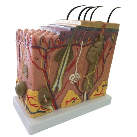 Buy Study Model Skin Model - 50X d Anatomical Model Advanced Painting ...