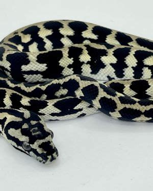 Image result for Male Carpet Python