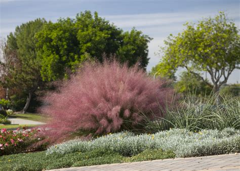 Plumetastic® Pink Muhly Grass, Muhlenbergia capillaris 'Irvine'
