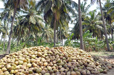 D'source Coconut Harvesting | Coir Craft | D'Source Digital Online ...