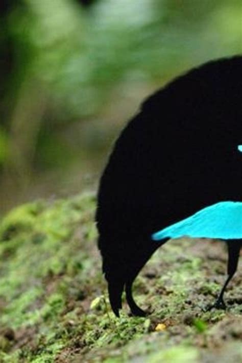 Blue Bird Of Paradise Gif