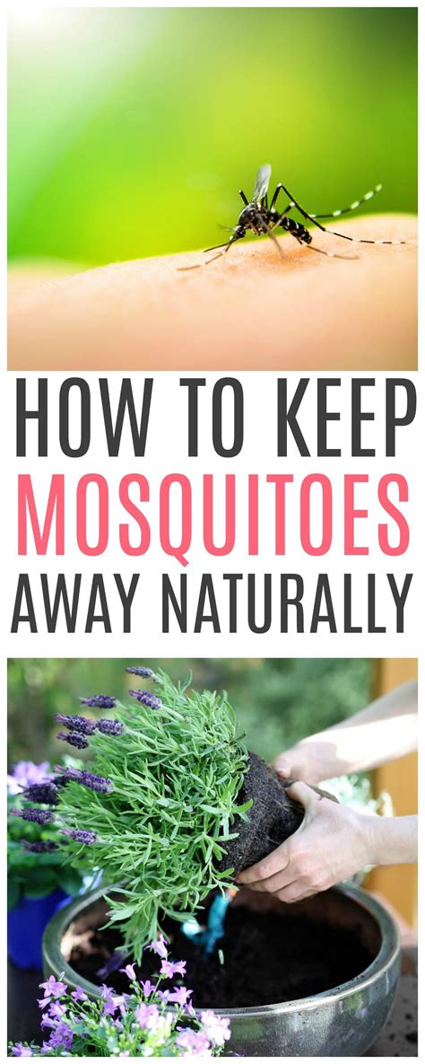 How To Keep Mosquitoes Away Naturally | Keeping mosquitos away, Natural mosquito repellant ...