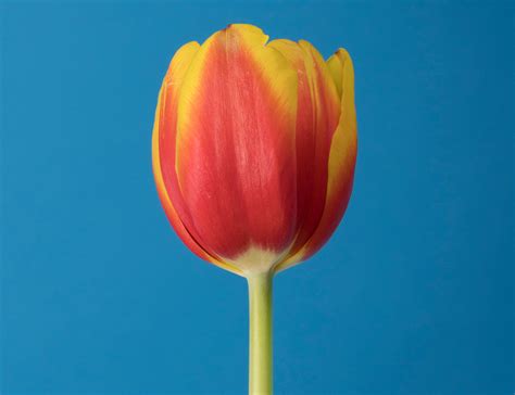 Complementary Color Static 的图像结果