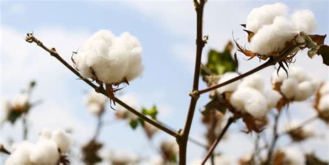 Irrigation as a Service | Netafim