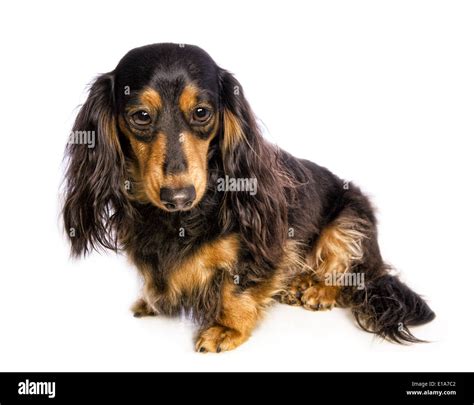 Long Haired Dachshund Black And Tan Puppy