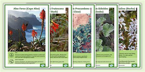 Indigenous South African Medicinal Plants Posters - Twinkl