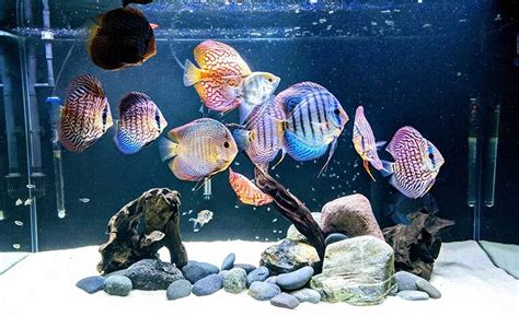 Rezultat imagine pentru Discus Care Guide