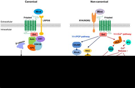 Macrophages and Wnts in Tissue Injury and Repair