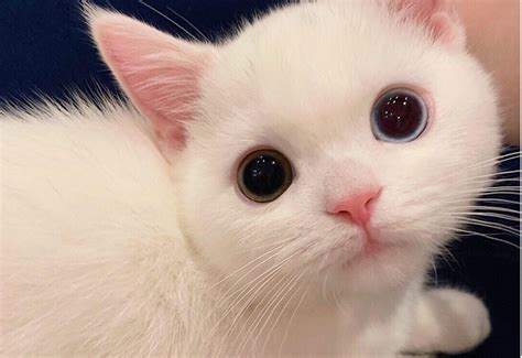 小白猫图片_学习简笔画_少儿图库_儿童资源网