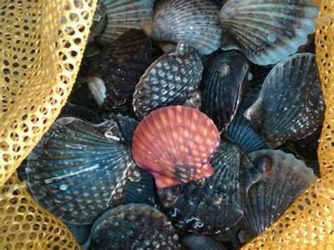 Image result for Fish Net Making