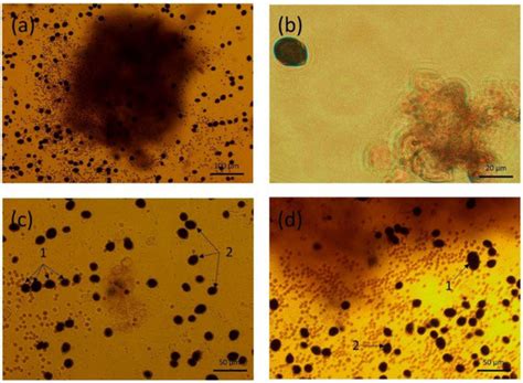 Toxins | Special Issue : Effects of Harmful Algal Blooms on Aquatic ...