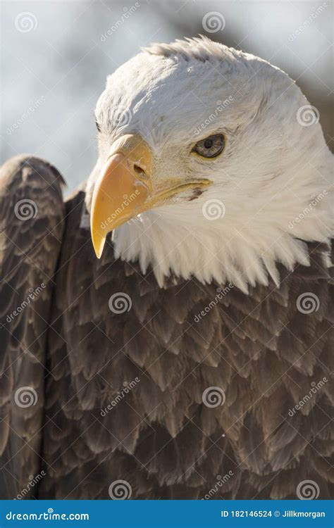 North American Bald Eagle Head Shot Stock Photo - Image of alascanus ...