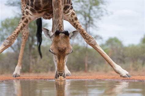 INDLOVU RIVER LODGE (Hoedspruit) - Lodge Reviews & Photos - Tripadvisor