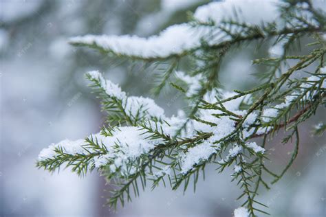 冬天落满积雪的柏树枝高清摄影大图-千库网