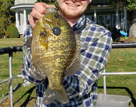 Spring Fish Stocking: Bluegill, Fathead Minnows, Golden Shiners, and Shad