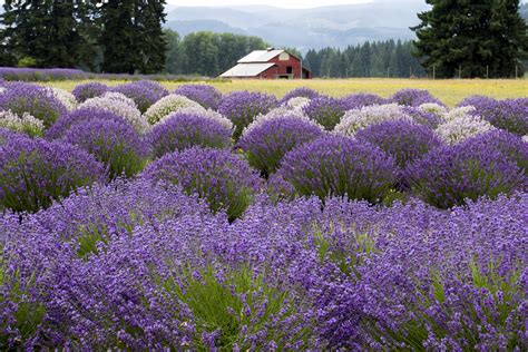 Free Images : flower, flowering plant, english lavender, purple, lilac ...
