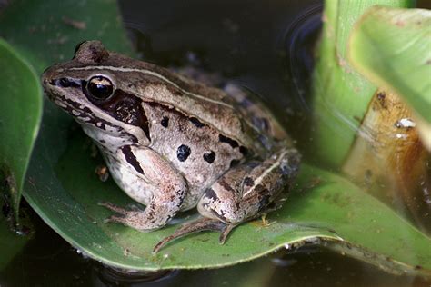 Image result for Alaskan Tree Frog