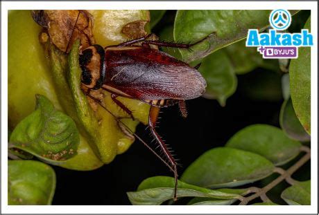 Cockroaches: Classification, Common Examples, Morphology, Habitat ...